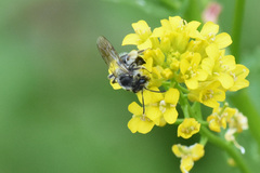 Andrena rufosignata