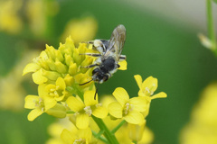 Andrena rufosignata