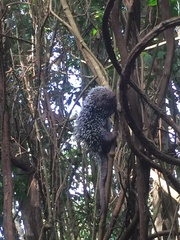 Coendou longicaudatus
