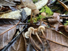 Mycetinis copelandii