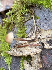 Mycetinis copelandii
