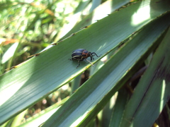 Neodiplogrammus quadrivittatus
