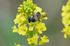 Andrena rufosignata