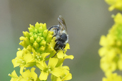 Andrena rufosignata