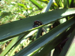 Neodiplogrammus quadrivittatus