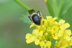 Andrena rufosignata