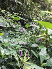 Poikilacanthus macranthus