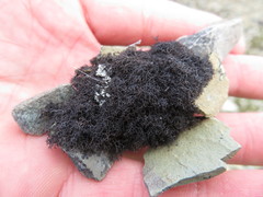 Pseudephebe pubescens