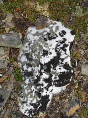 Pseudephebe pubescens