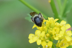 Andrena rufosignata