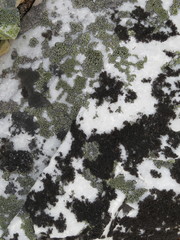 Pseudephebe pubescens