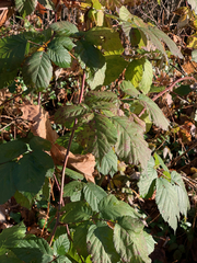 Rubus bifrons