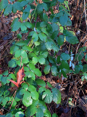 Rubus bifrons