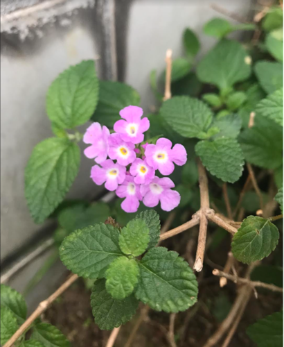 creeping lantana