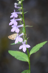Amblyscirtes aesculapius