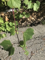 Vitis