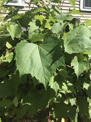 Vitis