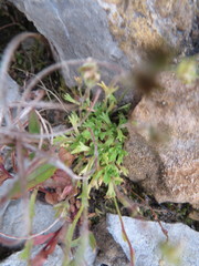 Saxifraga cespitosa