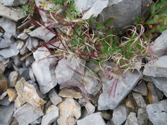 Epilobium clavatum