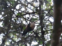 Phaethornis eurynome