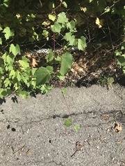 Vitis