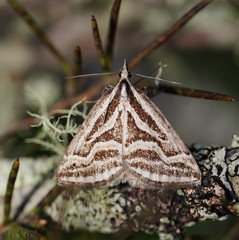Dichromodes confluaria