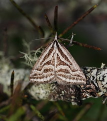 Dichromodes confluaria