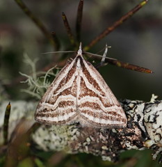 Dichromodes confluaria
