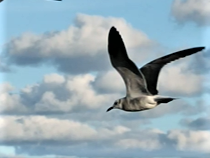 Leucophaeus atricilla