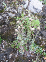 Antennaria monocephala