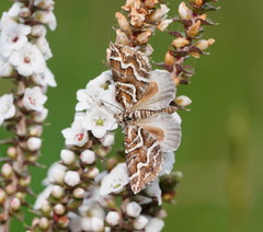 Melitulias leucographa