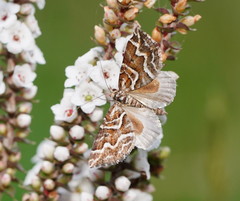 Melitulias leucographa