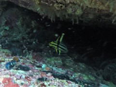 Pareques fuscovittatus