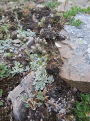 Antennaria rosea pulvinata