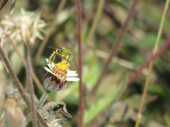 Agapostemon melliventris