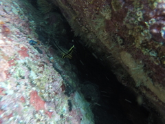 Pareques fuscovittatus