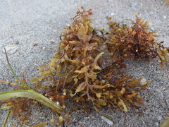 Sargassum fluitans