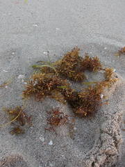 Sargassum fluitans