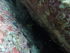 Pareques fuscovittatus