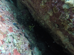 Pareques fuscovittatus