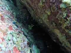 Pareques fuscovittatus