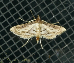 Marasmia trapezalis