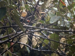 Hylophilus poicilotis