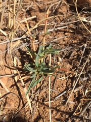 Euphorbia radians