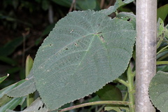 Dendrocnide moroides