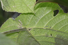 Dendrocnide moroides