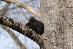 Sciurus carolinensis