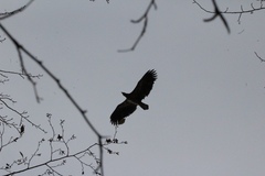 Haliaeetus leucocephalus