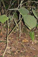 Dendrocnide moroides