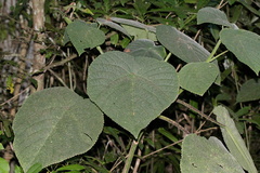 Dendrocnide moroides